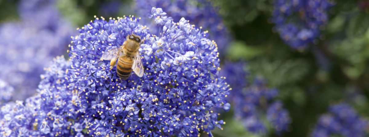 A honey bee collects pollen from purple flowers.