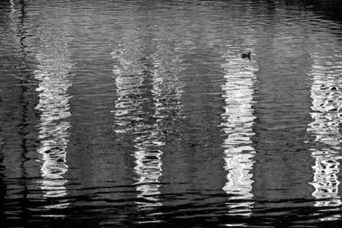 Moorhen on the river Dee, Chester.