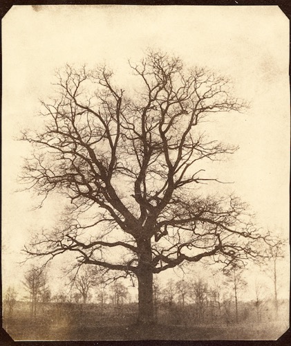 An early Fox Talbot print of a tree.