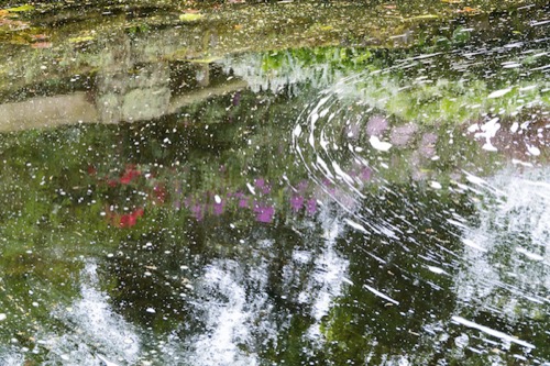 Garden reflections.