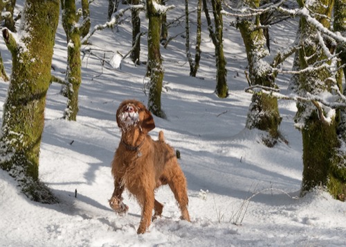 A Wirehaired Viszla called Basil is catching snow balls in his mouth.