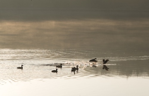 Ducks on water, early morning.