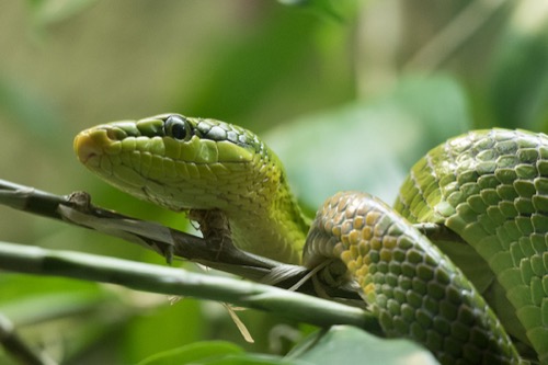 Panaosonic Fz1000, maximum zoom, through glass.