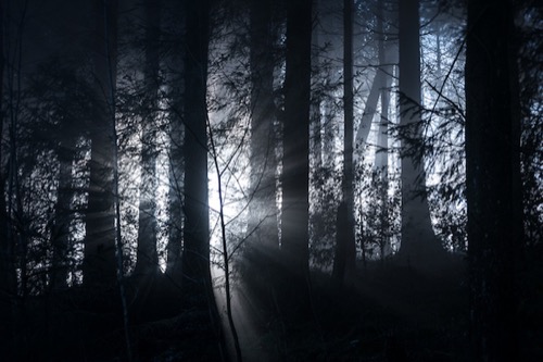 Light through trees - an example using the Panasonic Fz1000.