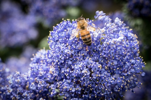 An example of the Panasonic's macro functionality.