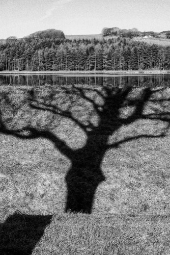 A shadow cast by a tree is split by the foreground.