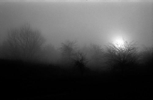 Trees half seen through mist.